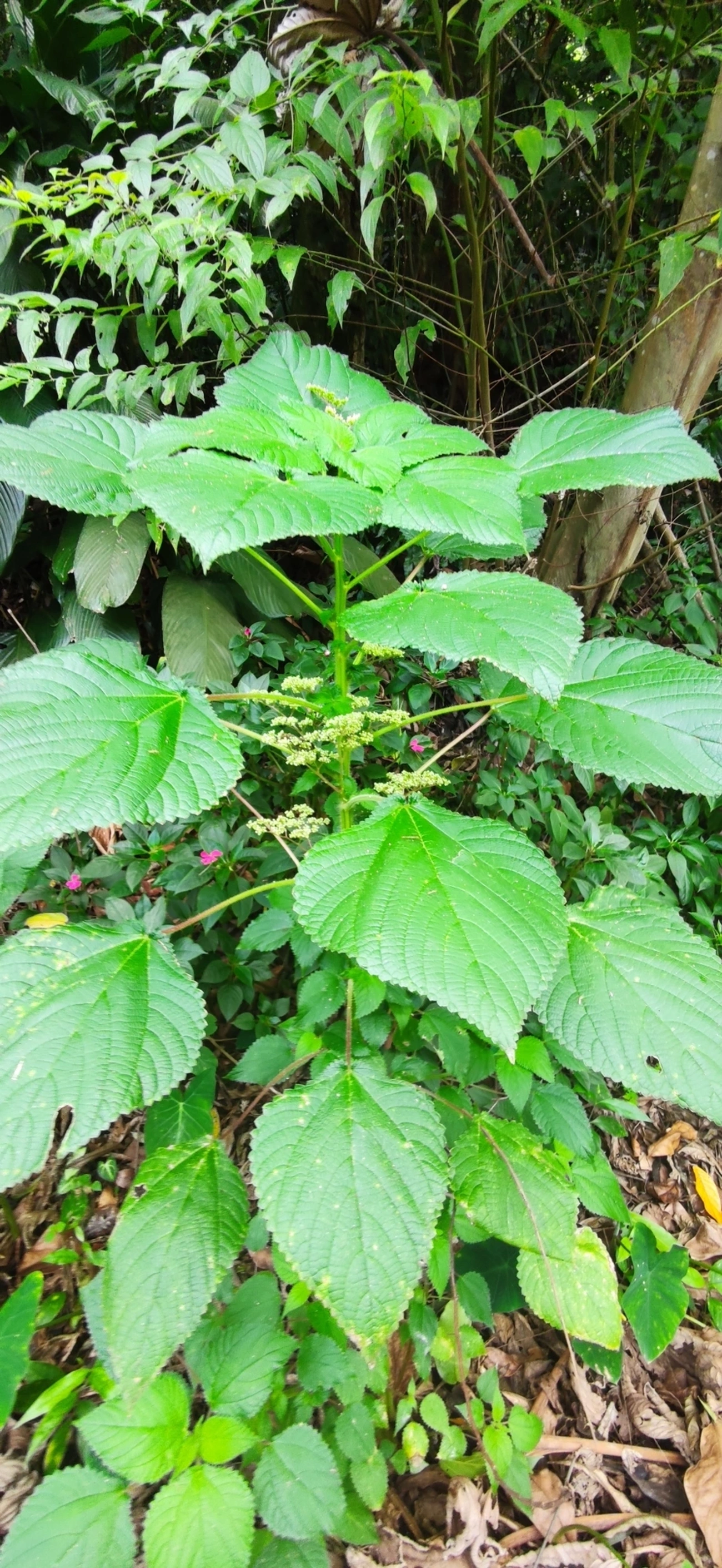 Urtiga-vermelha (Laportea aestuans), plantas, fotografado em Paúba, São Sebastião