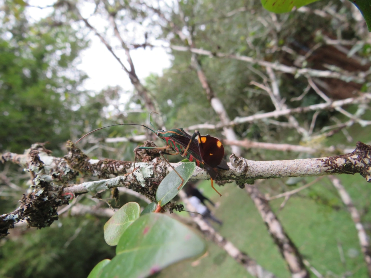 Percevejo-do-maracujá (Diactor bilineatus), insetos, fotografado em Maresias, São Sebastião