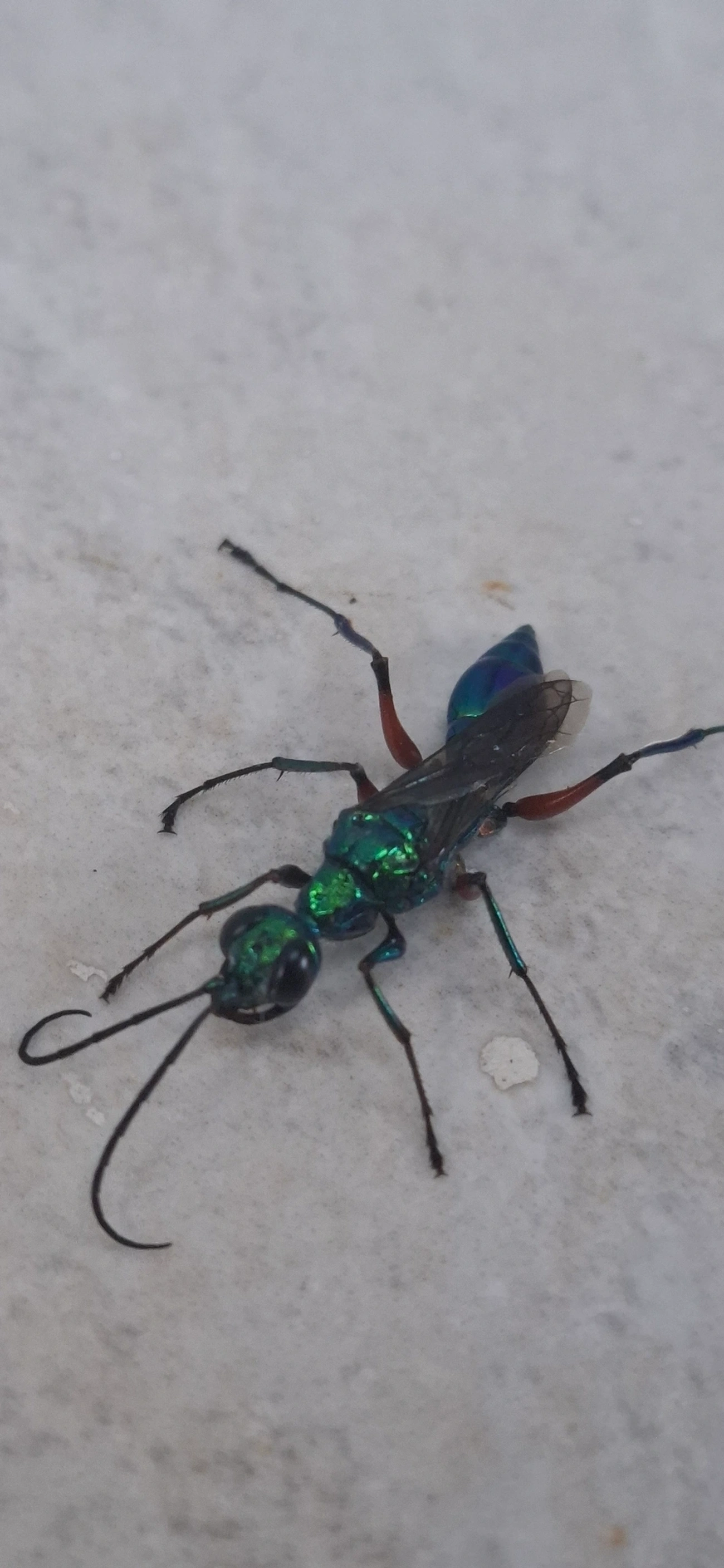 Vespa-esmeralda (Ampulex compressa), insetos, fotografado em Maresias, São Sebastião