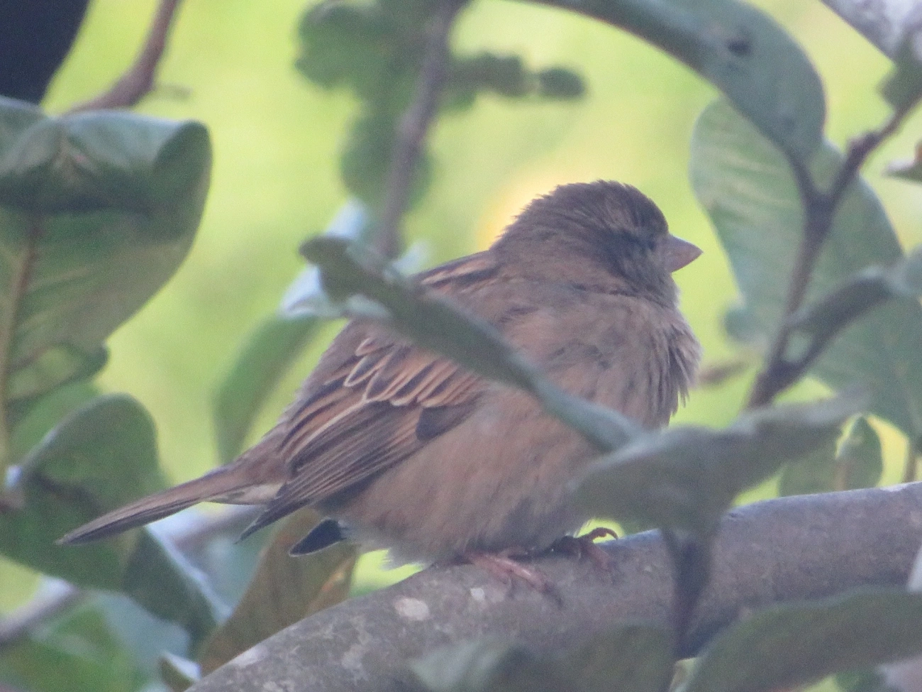 Pardal (Passer domesticus), aves, fotografado em Maresias, São Sebastião