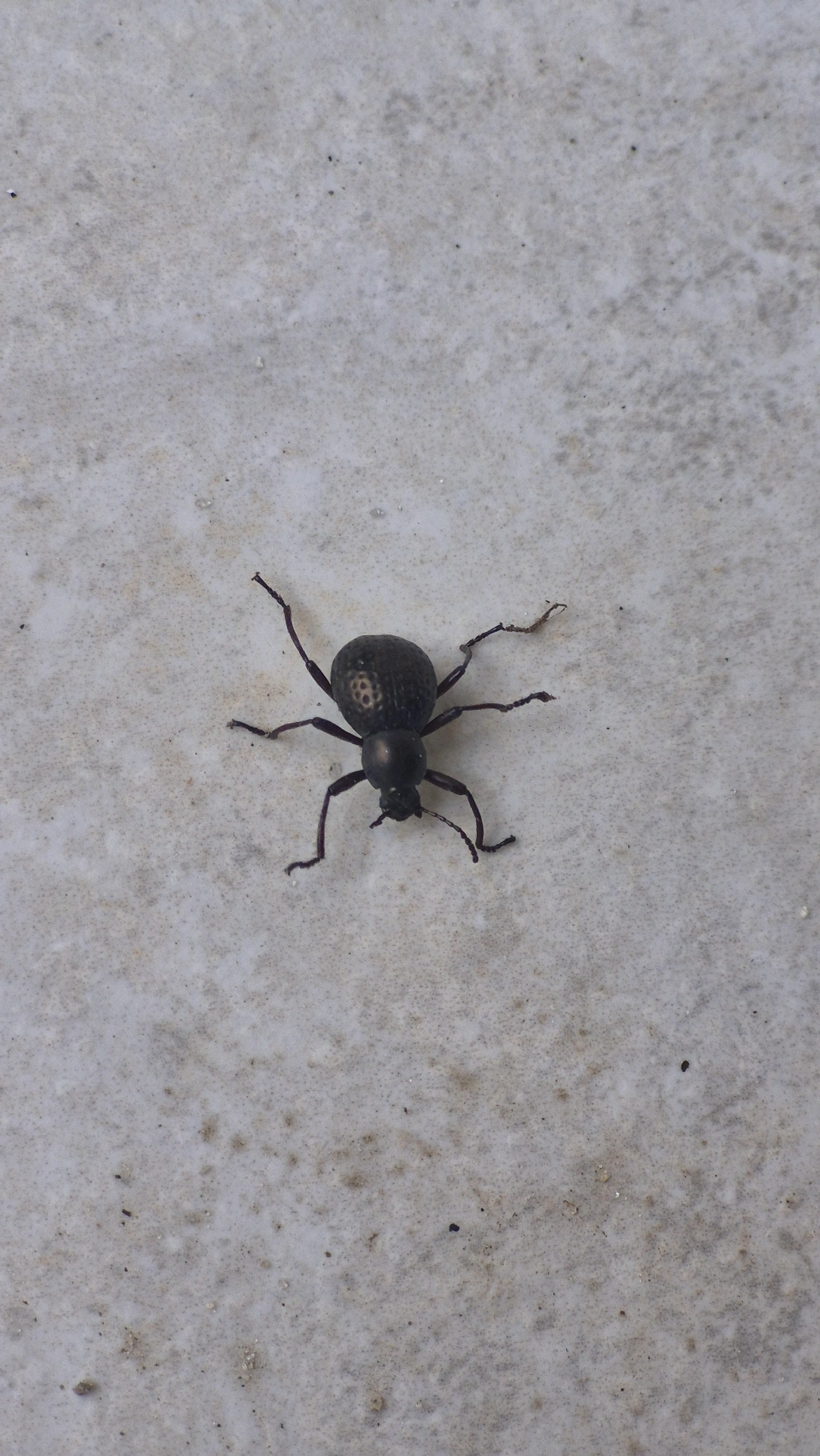 Sphaerotus curvipes, insetos, fotografado em Maresias, São Sebastião