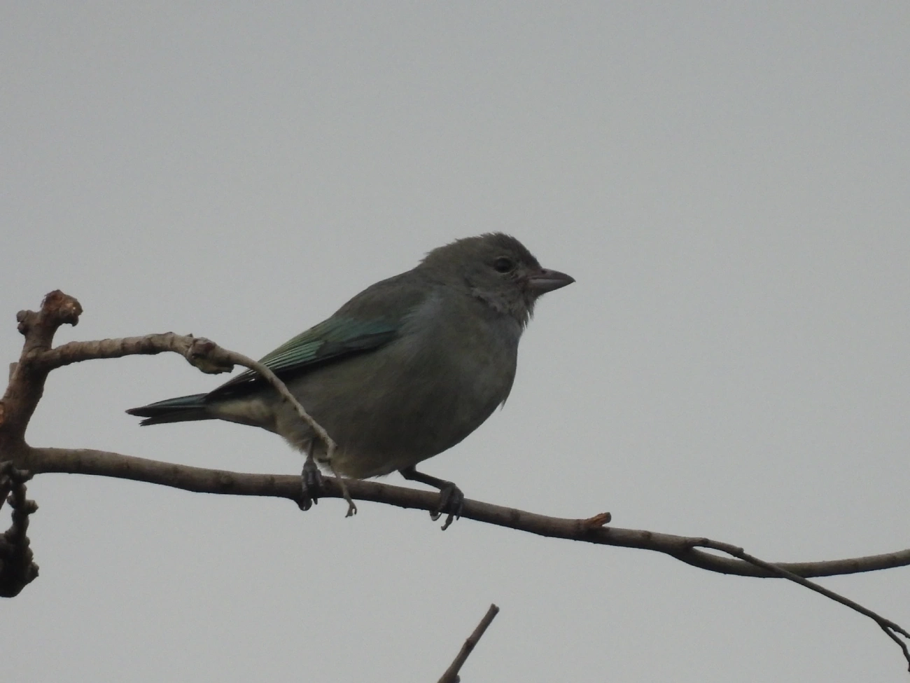 Sanhaço-cinzento (Thraupis sayaca), aves, fotografado em Rua Coronel João Leme, Bragança Paulista