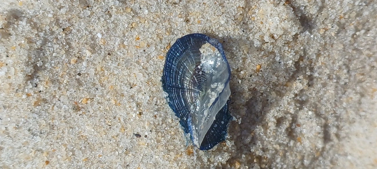Veleiro (Velella velella), cnidários, fotografado em São Sebastião