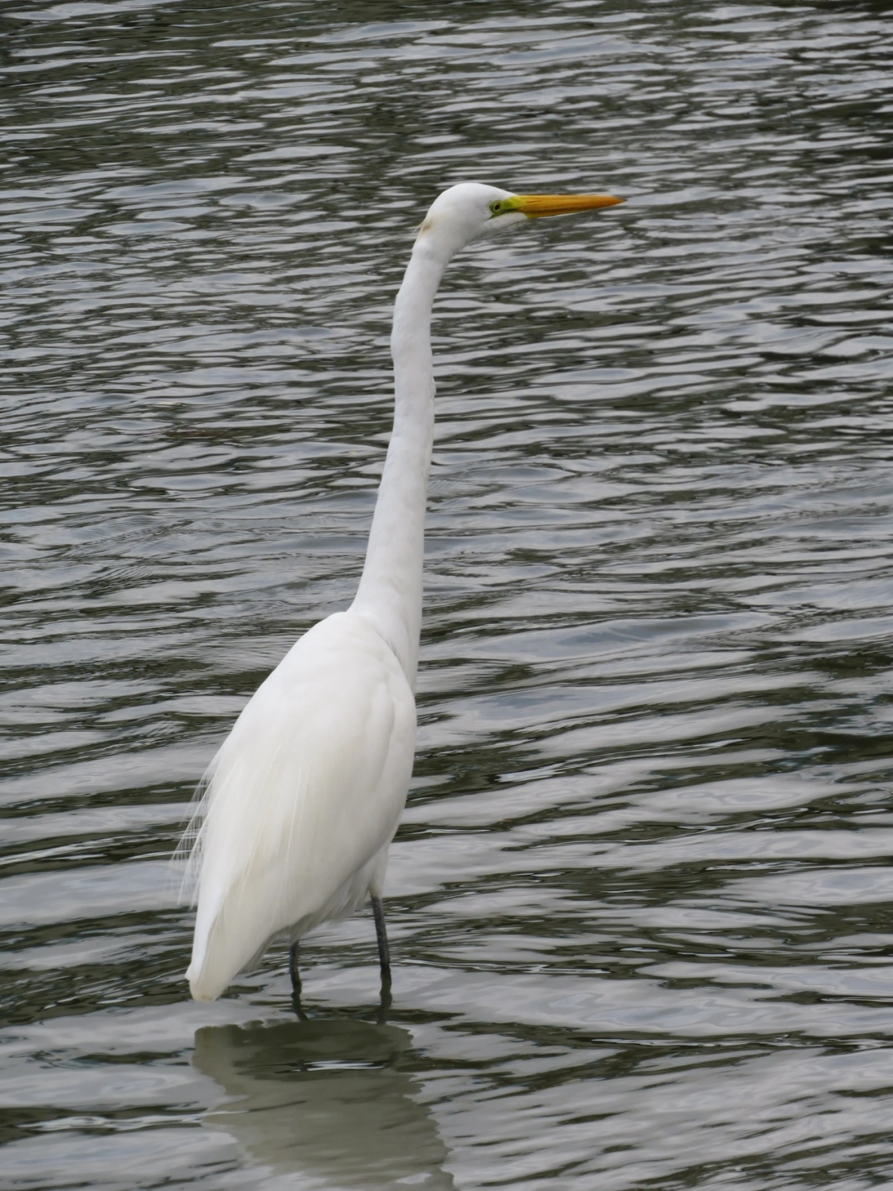 Garça-branca-grande (Ardea alba), aves, fotografado em Centro, São Sebastião