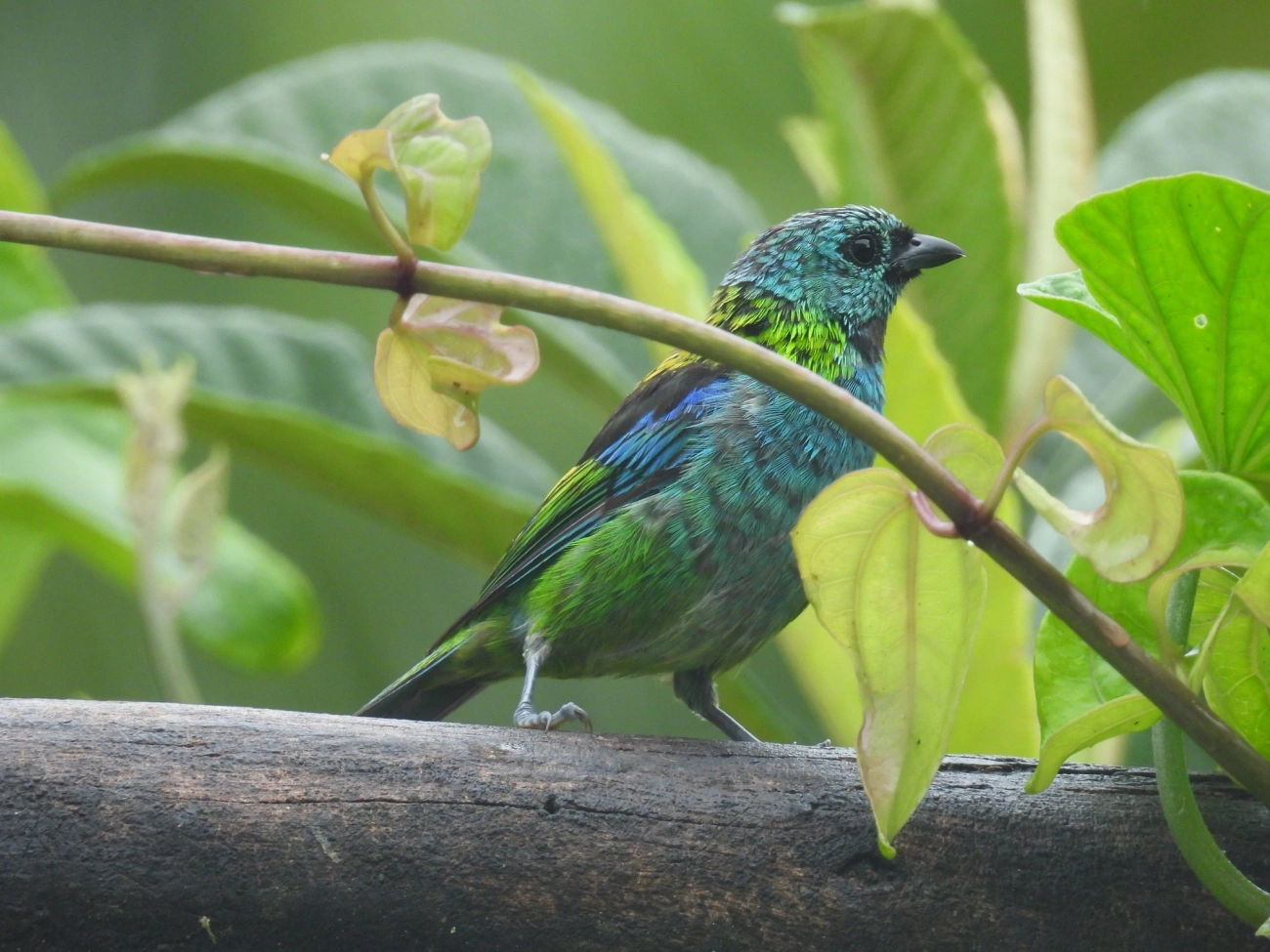 Saíra-sete-cores (Tangara seledon), aves, fotografado em Maresias, São Sebastião