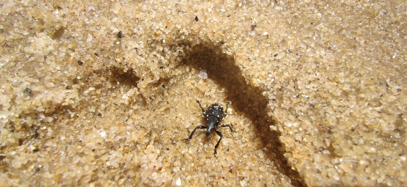 Lordops, insetos, fotografado em Maresias, São Sebastião