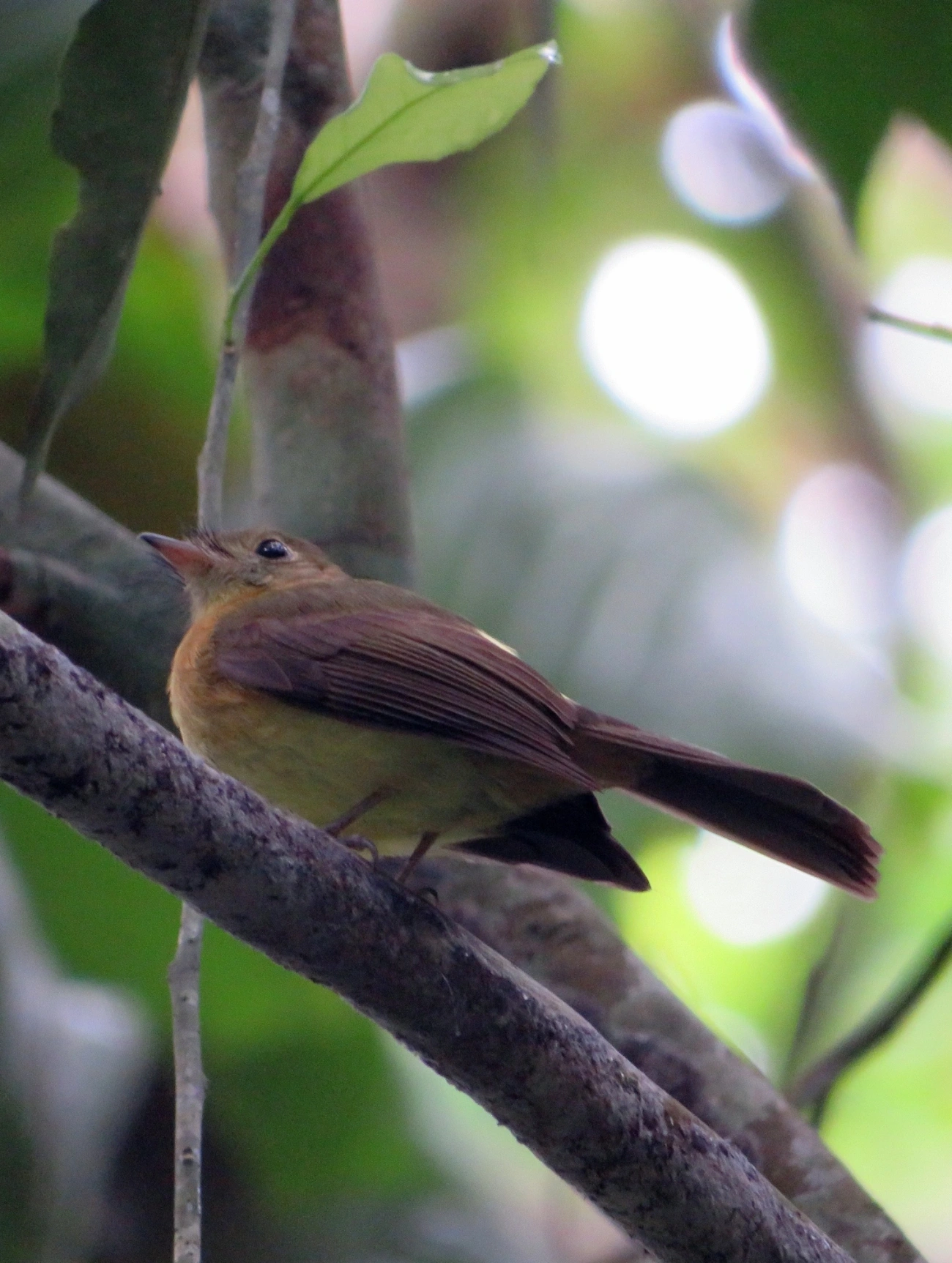 Assanhadinho (Myiobius barbatus), aves, fotografado em Maresias, São Sebastião