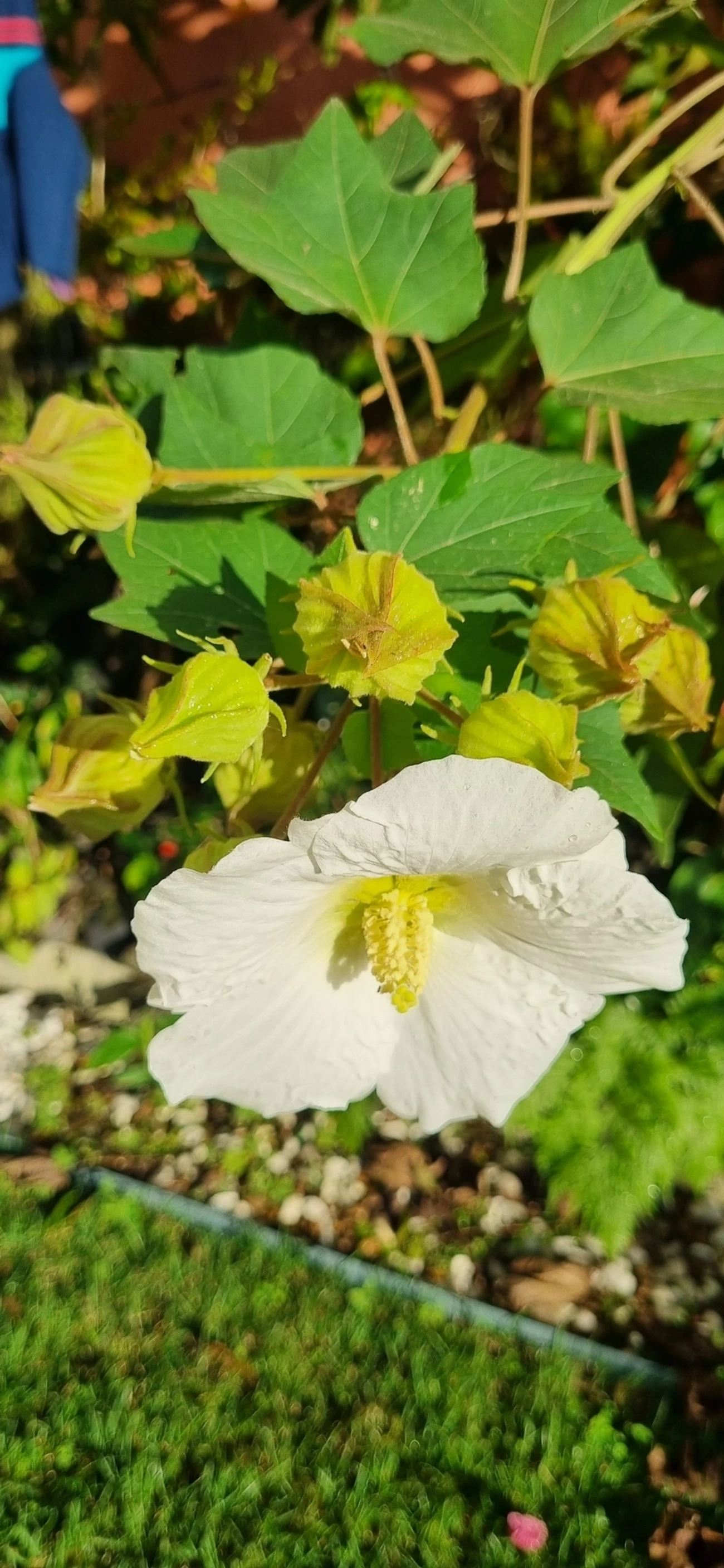 Hibiscos (Hibiscus), plantas, fotografado em Indaiá, Caraguatatuba