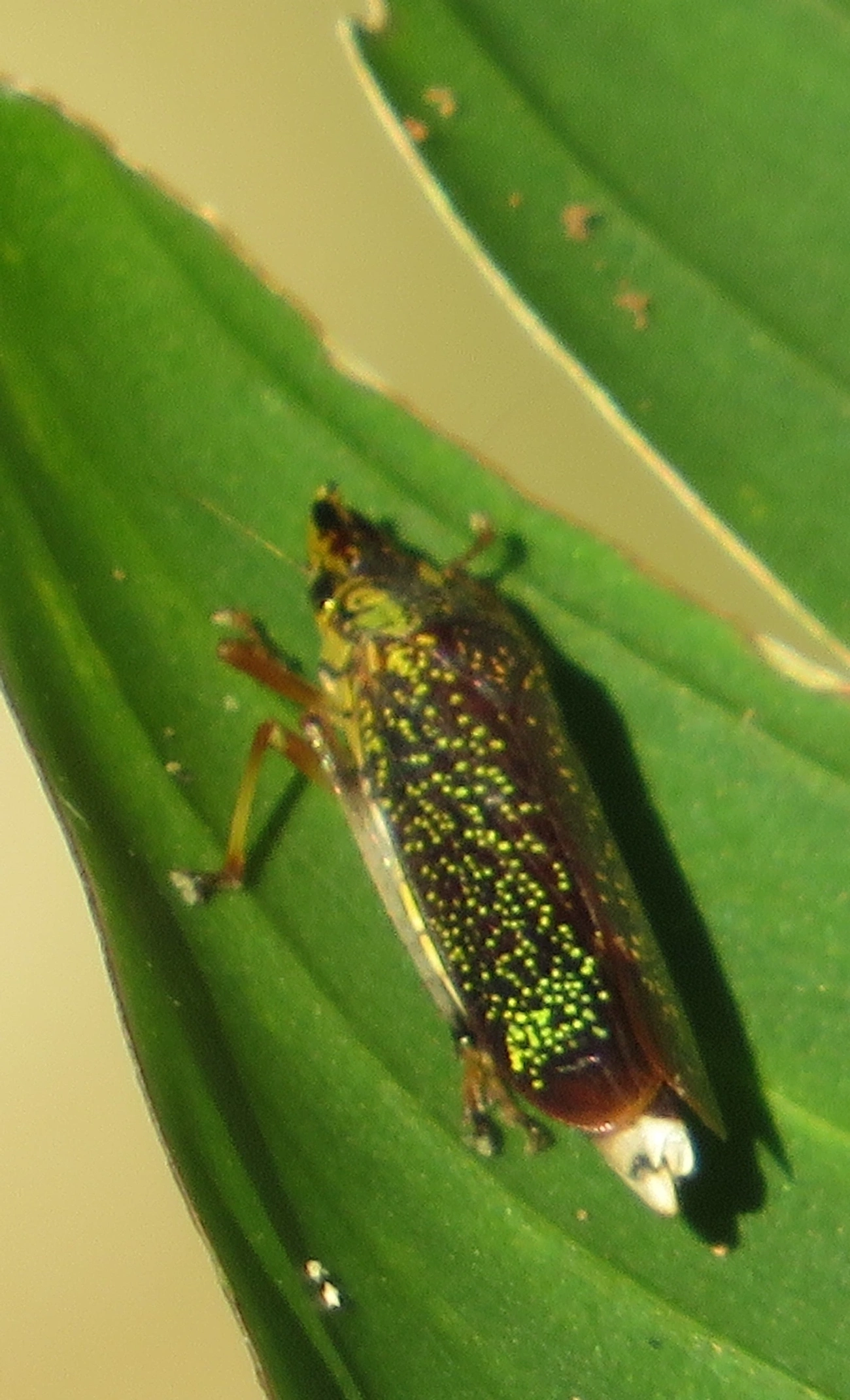 Acrogonia, insetos, fotografado em Maresias, São Sebastião