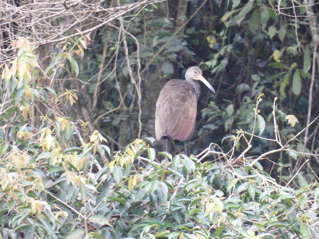 Carão (Aramus guarauna), aves, fotografado em Santa Isabel
