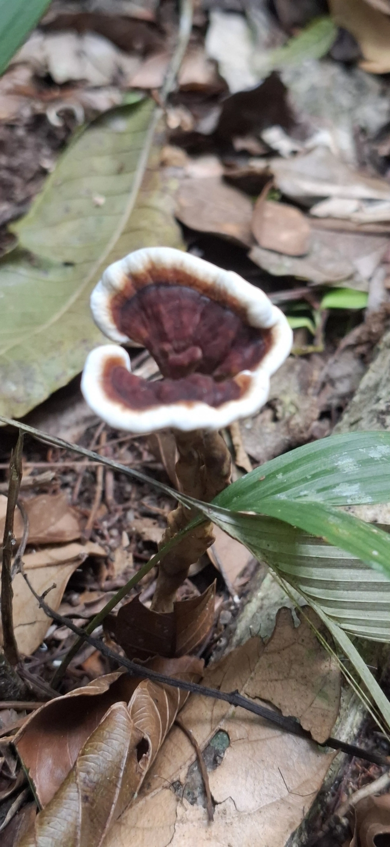Amauroderma, fungos, fotografado em Enxovas, Ilhabela