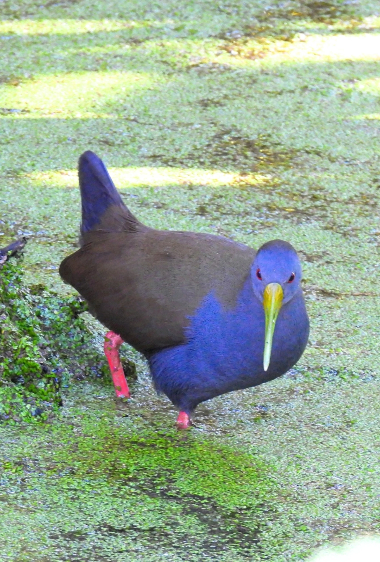 Saracura-sanã (Pardirallus nigricans), aves, fotografado em Maresias, São Sebastião
