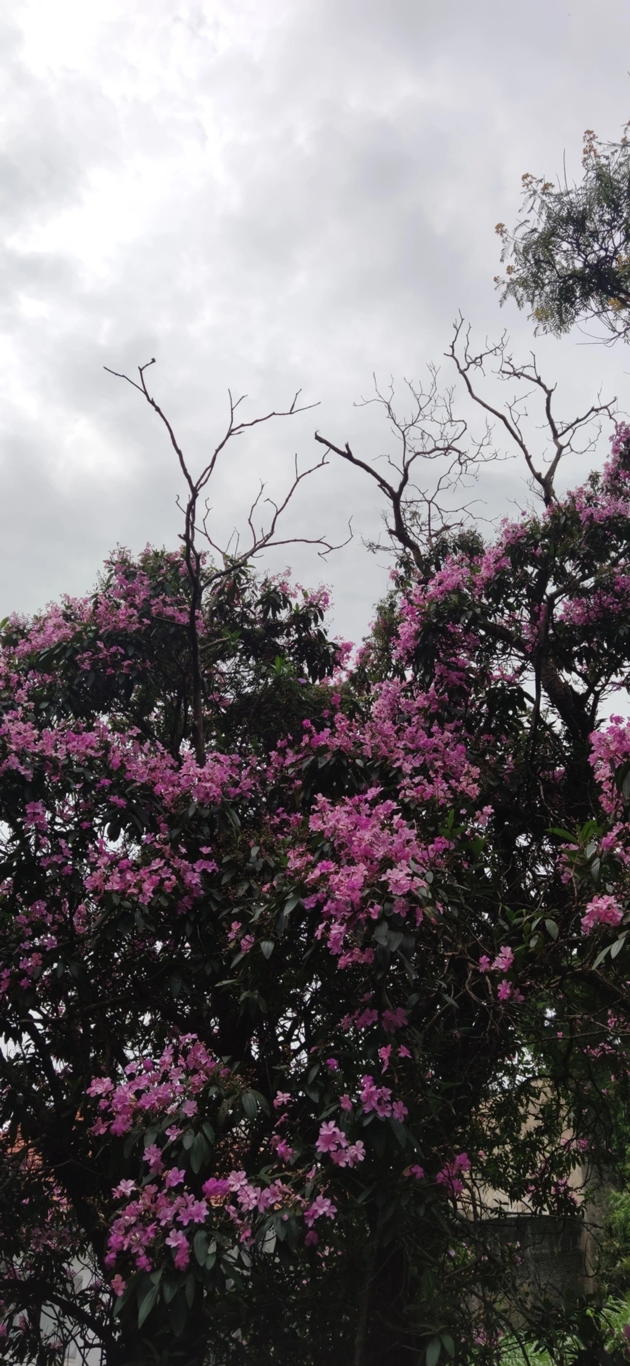 Manacá-da-serra (Pleroma mutabile), plantas, fotografado em R. Acurui, São Paulo