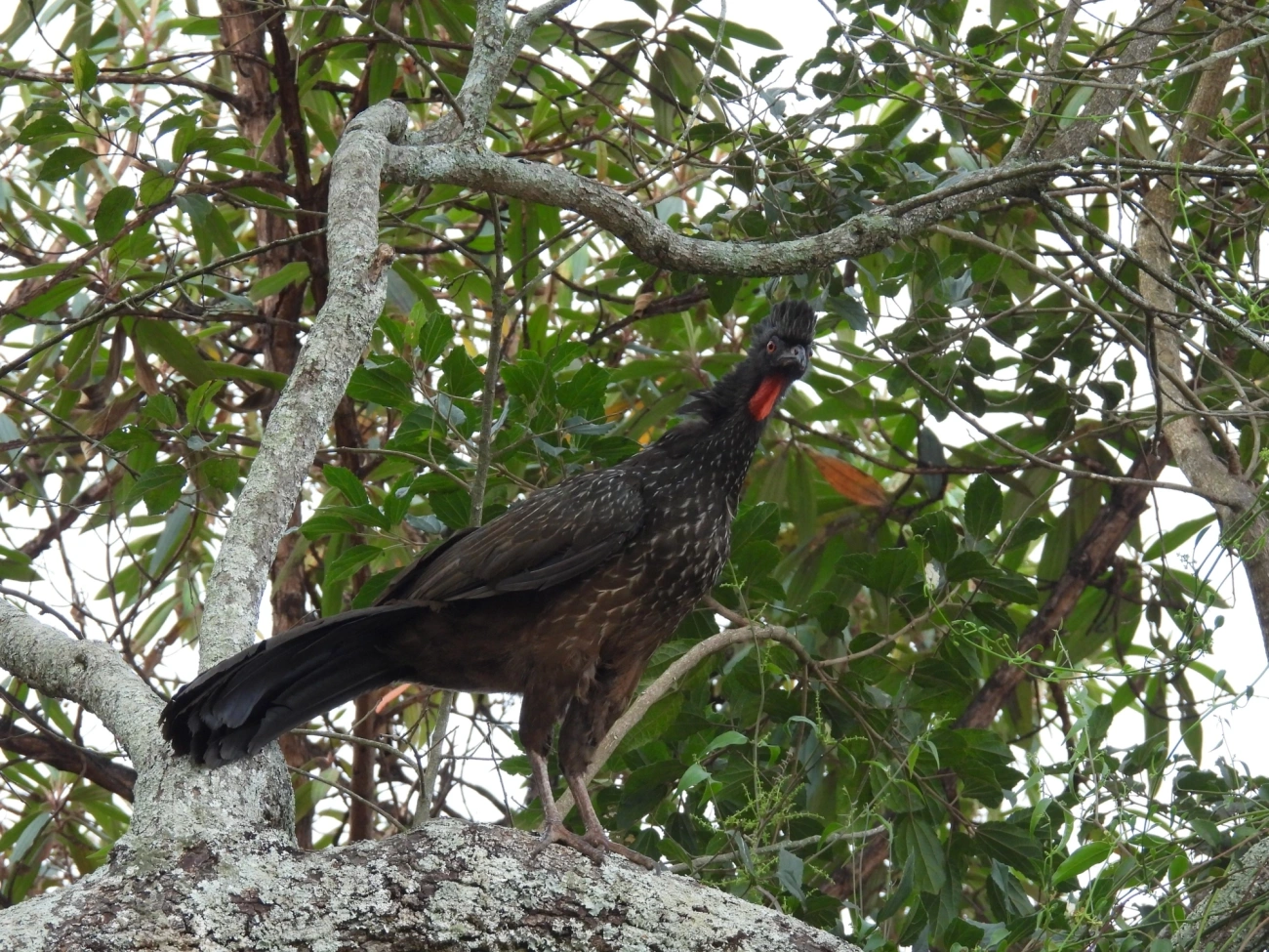 Jacuaçu (Penelope obscura), aves, fotografado em Itamonte