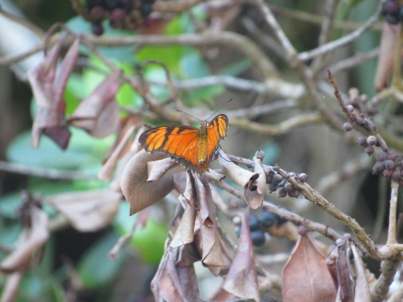 Borboleta-do-Maracujá (Dione juno), insetos, fotografado em Maresias, São Sebastião