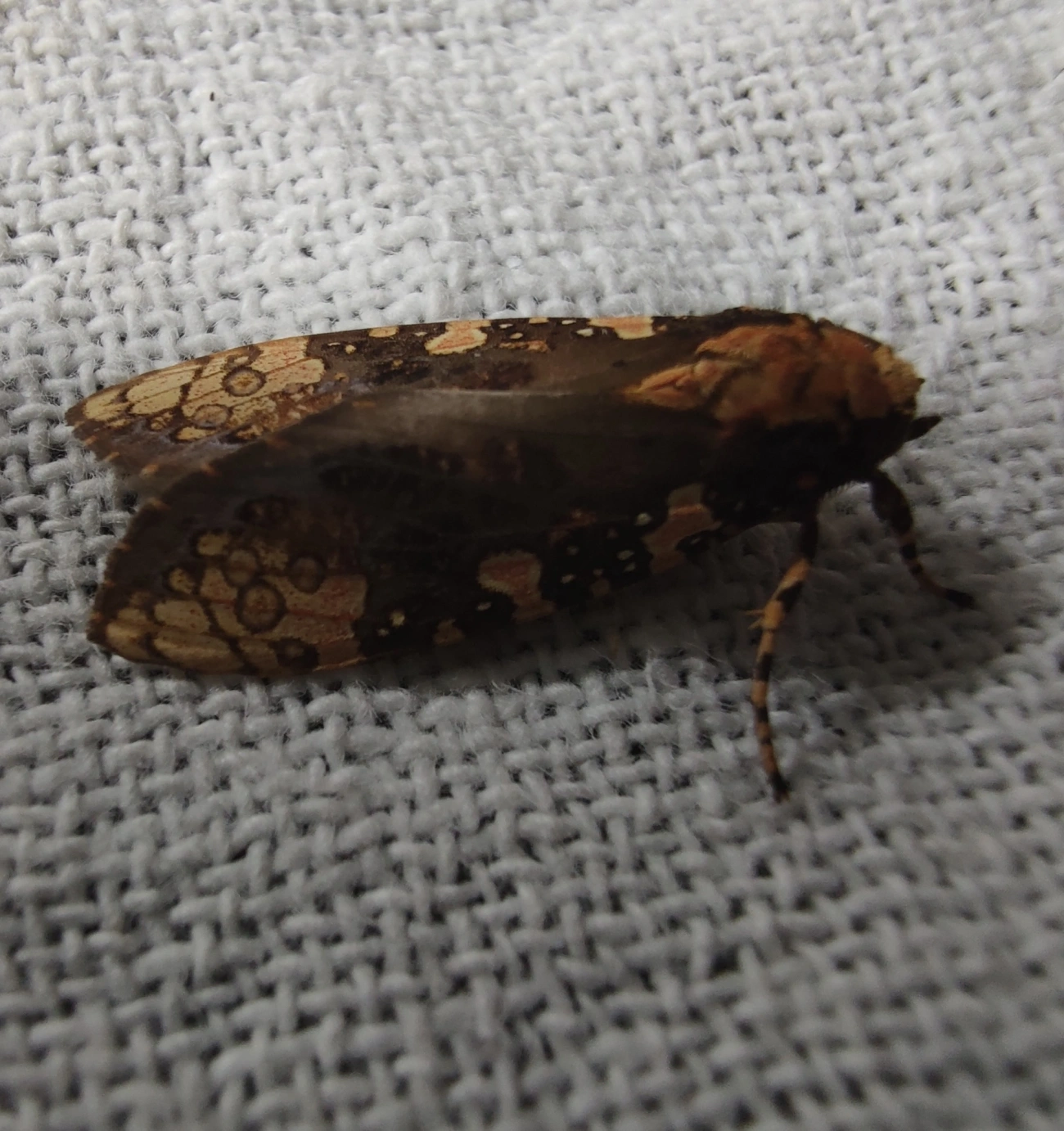 Mariposa-tigre (Cresera annulata), insetos, fotografado em Maresias, São Sebastião