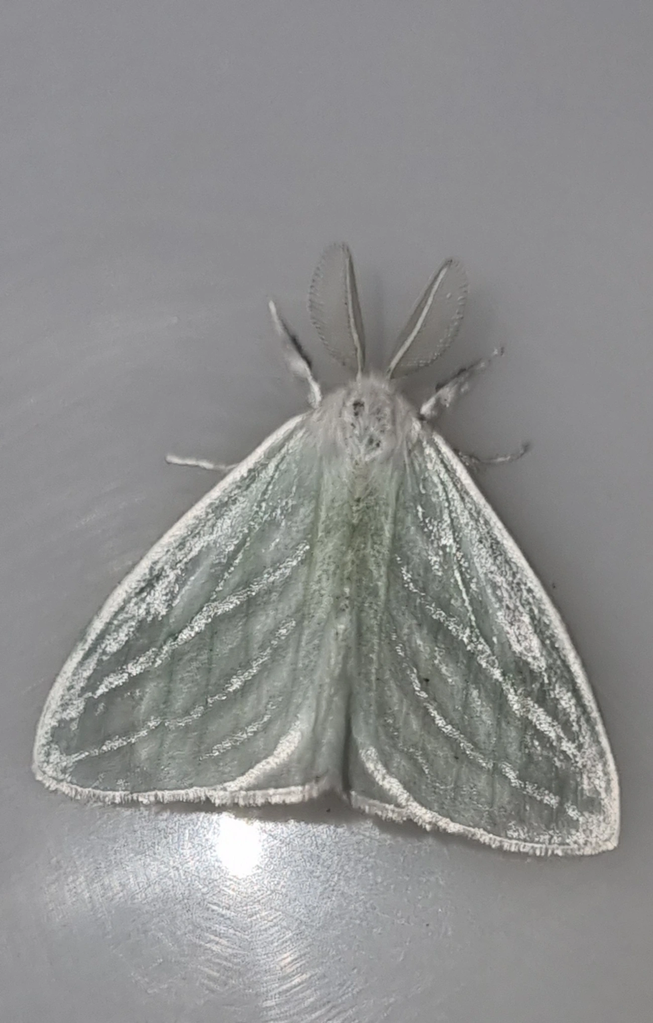 Caviria, insetos, fotografado em Maresias, São Sebastião