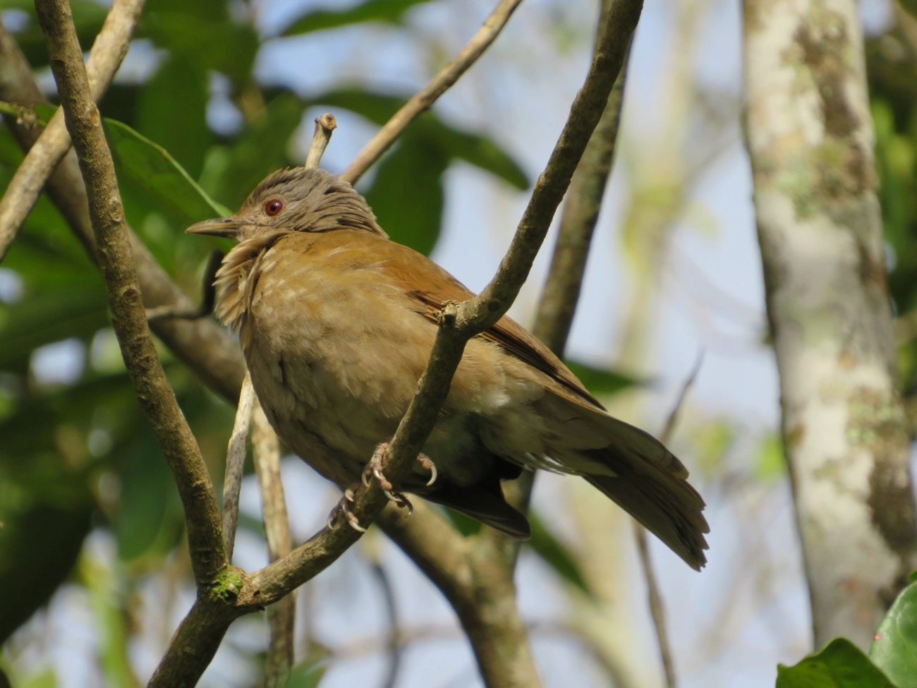 Sabiá-barranco (Turdus leucomelas), aves, fotografado em Maresias, São Sebastião
