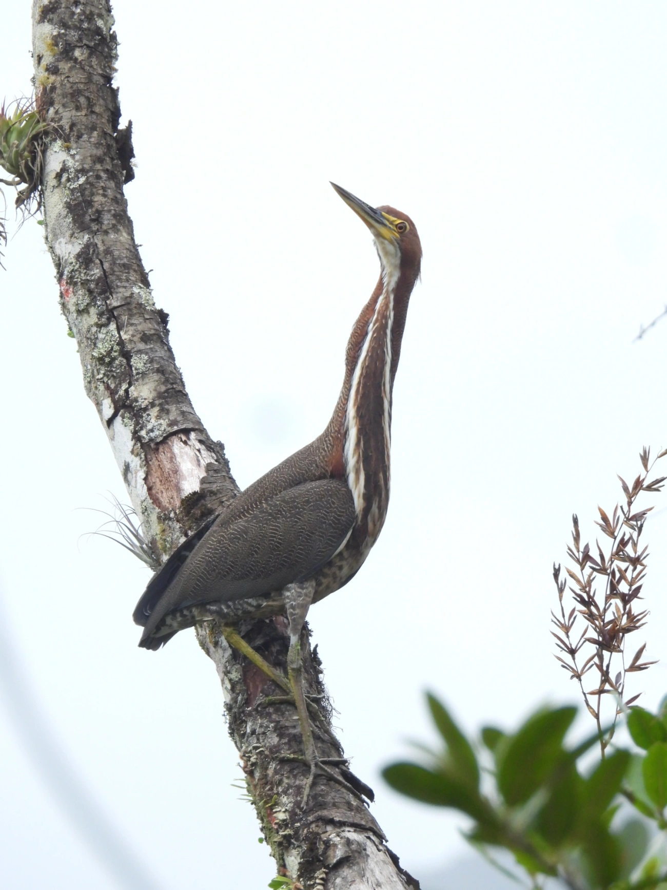 Socó-boi (Tigrisoma lineatum), aves, fotografado em Maresias, São Sebastião