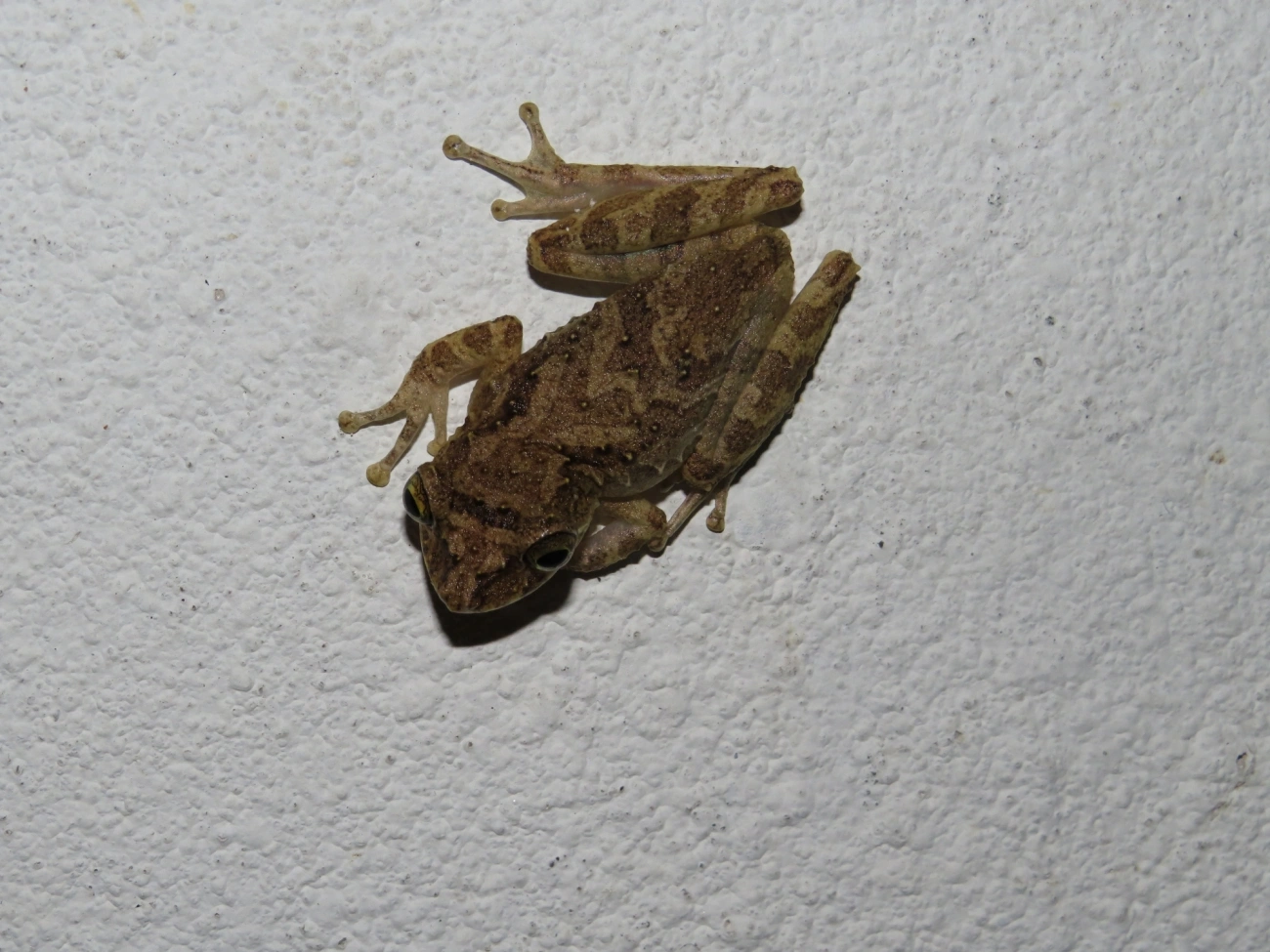 Scinax, anfíbios, fotografado em Maresias, São Sebastião