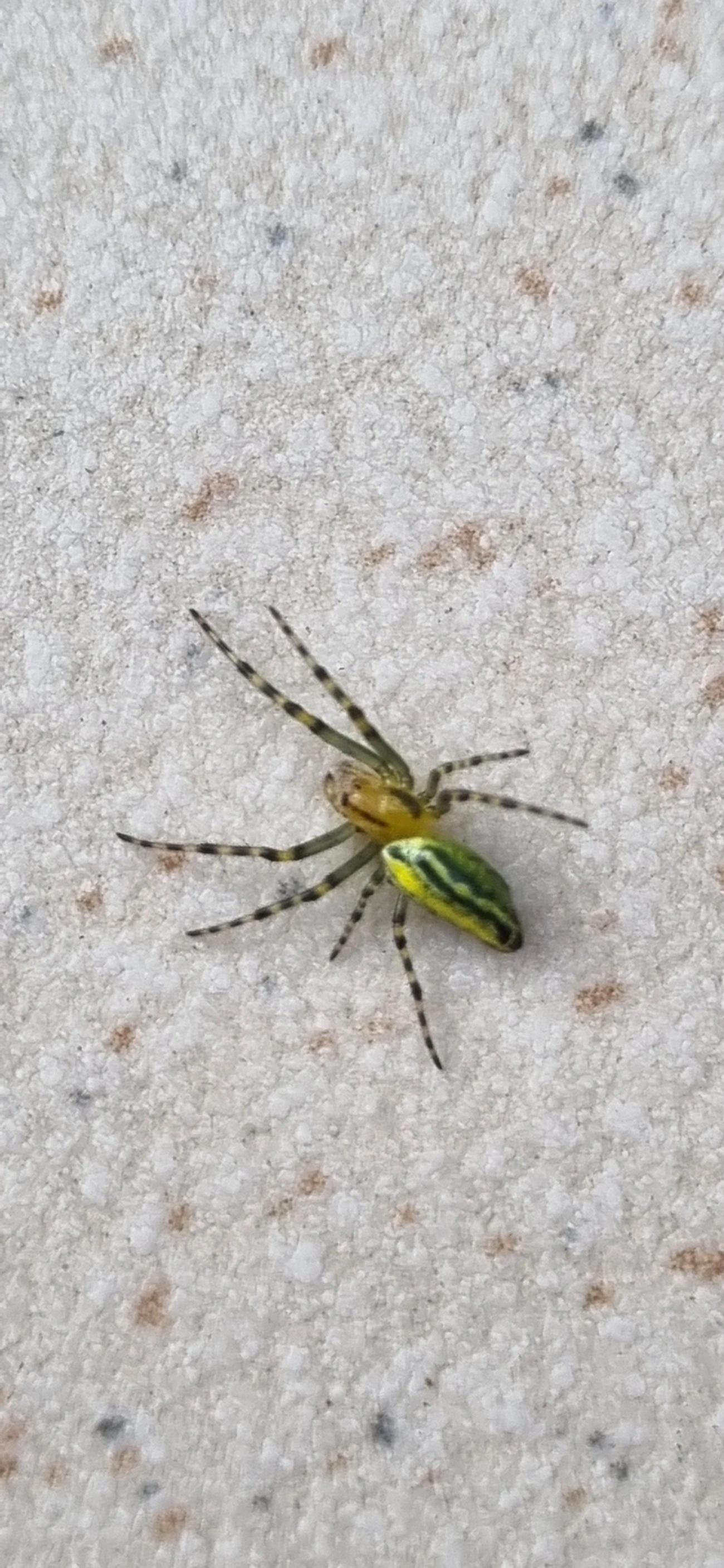 Alpaida navicula, aracnídeos, fotografado em Maresias, São Sebastião