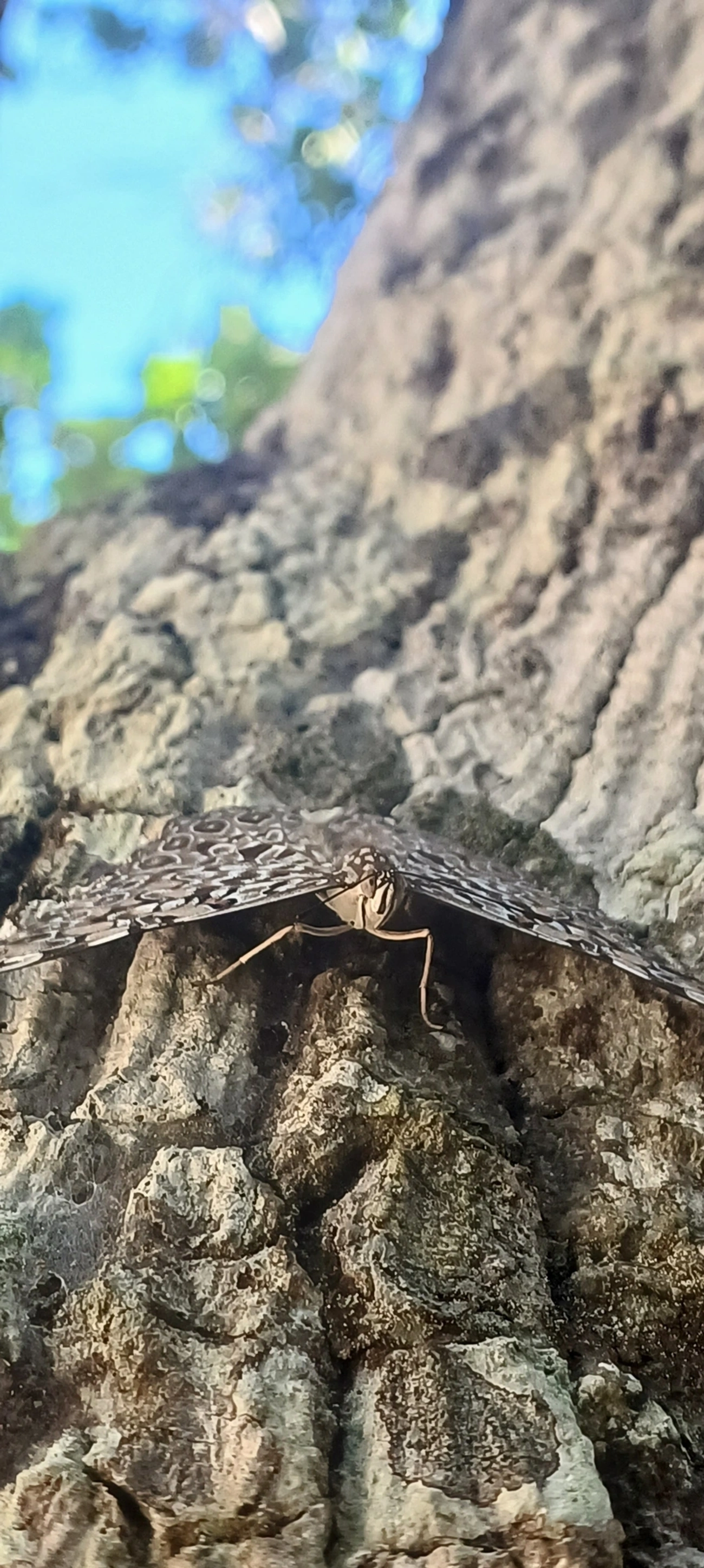 Borboleta-estaladeira (Hamadryas feronia), insetos, fotografado em Maresias, São Sebastião