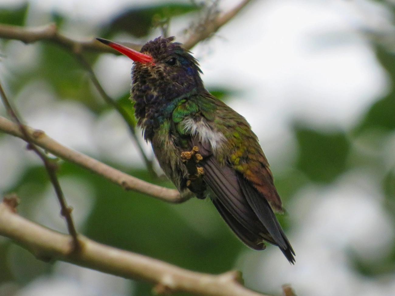Beija-flor-roxo (Chlorestes cyanus), aves, fotografado em Maresias, São Sebastião