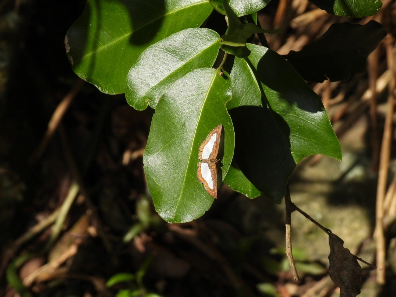 Falsa ninfídia (Synargis calyce), insetos, fotografado em Maresias, São Sebastião