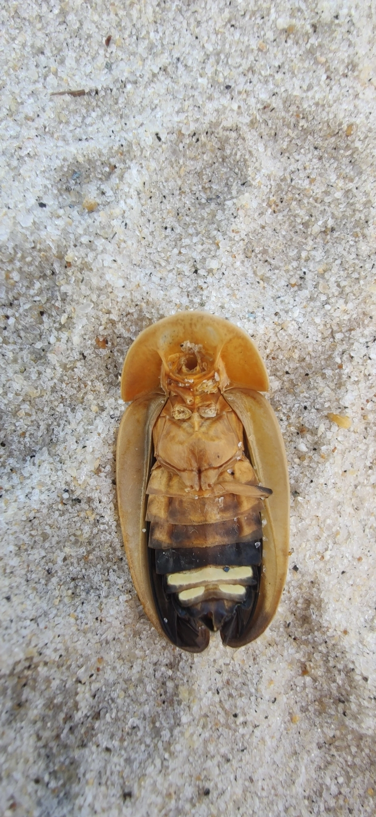 Vaga-lume (Cratomorphus aequalis), insetos, fotografado em São Sebastião