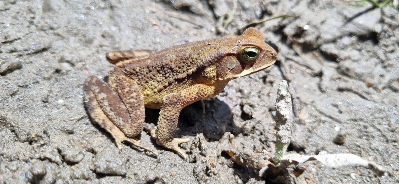 Sapo-de-floresta (Rhinella ornata), anfíbios, fotografado em Maresias, São Sebastião