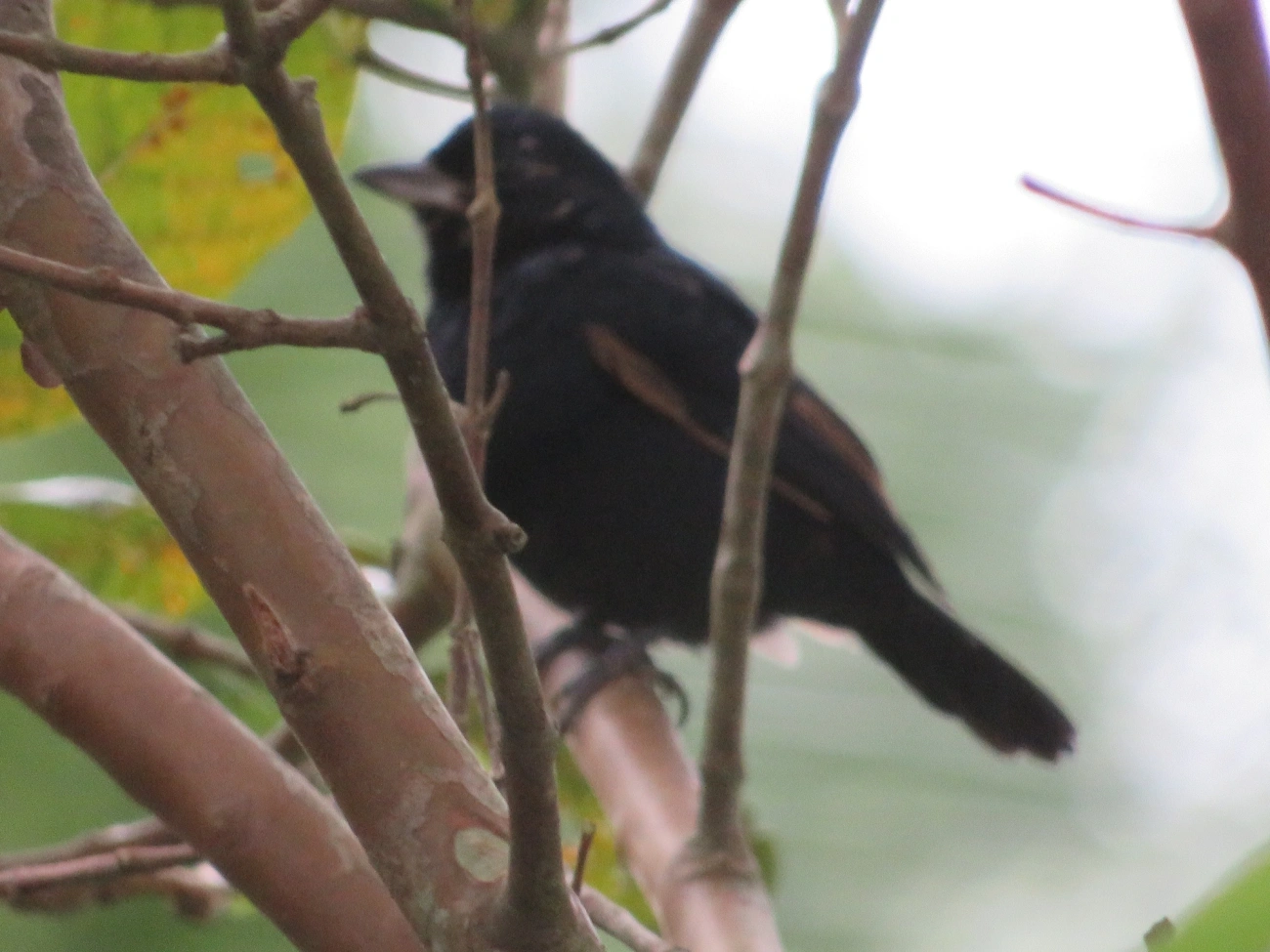 Tiê-preto (Tachyphonus coronatus), aves, fotografado em Maresias, São Sebastião