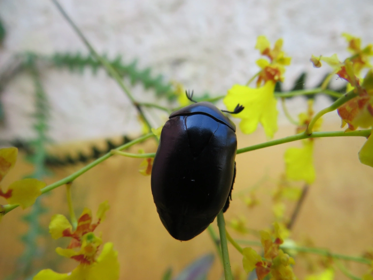 Macraspis, insetos, fotografado em Caraguatatuba