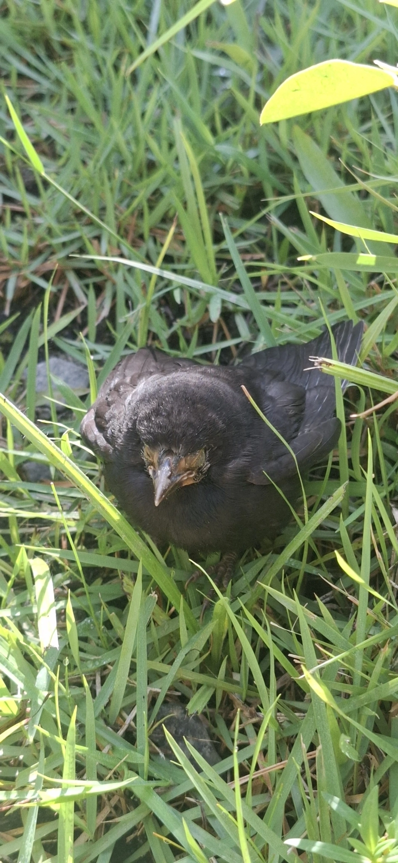 Chupim (Molothrus bonariensis), aves, fotografado em Maresias, São Sebastião