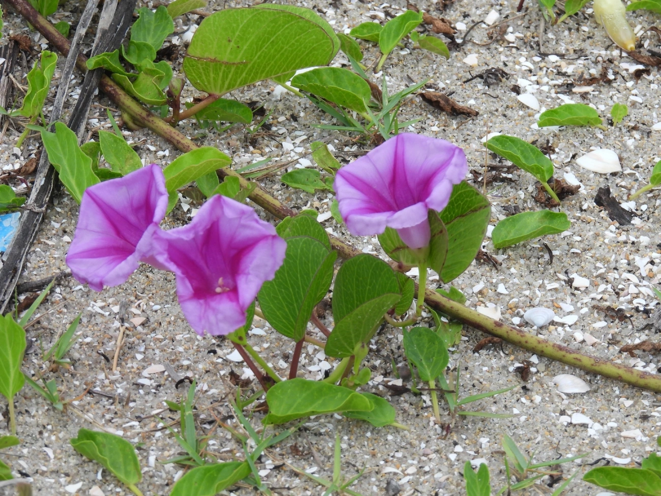Salsa-da-praia (Ipomoea pes-caprae), plantas, fotografado em Indaiá, Caraguatatuba