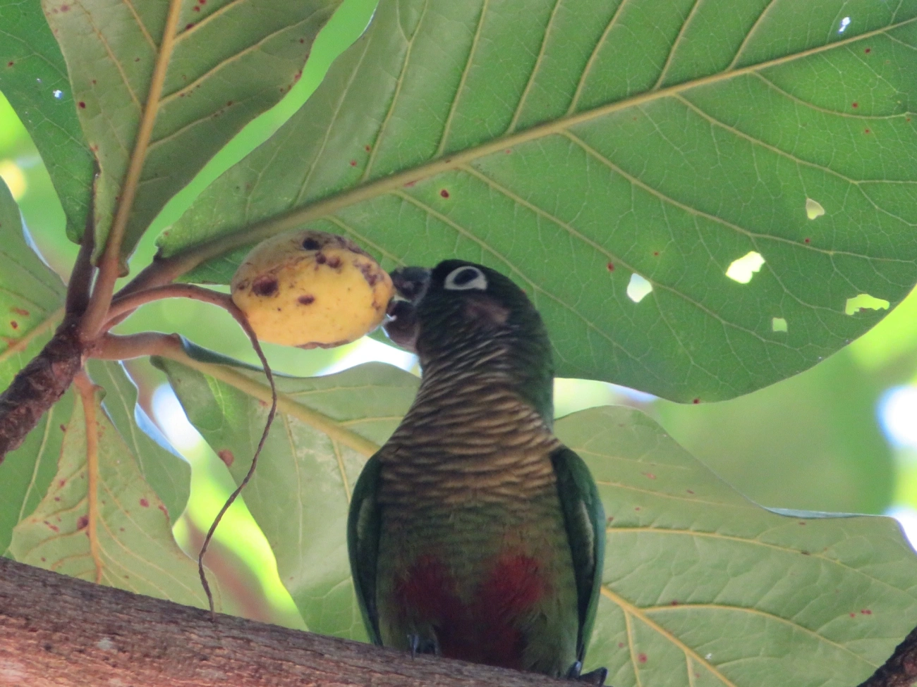 Tiriba-de-testa-vermelha (Pyrrhura frontalis), aves, fotografado em Maresias, São Sebastião