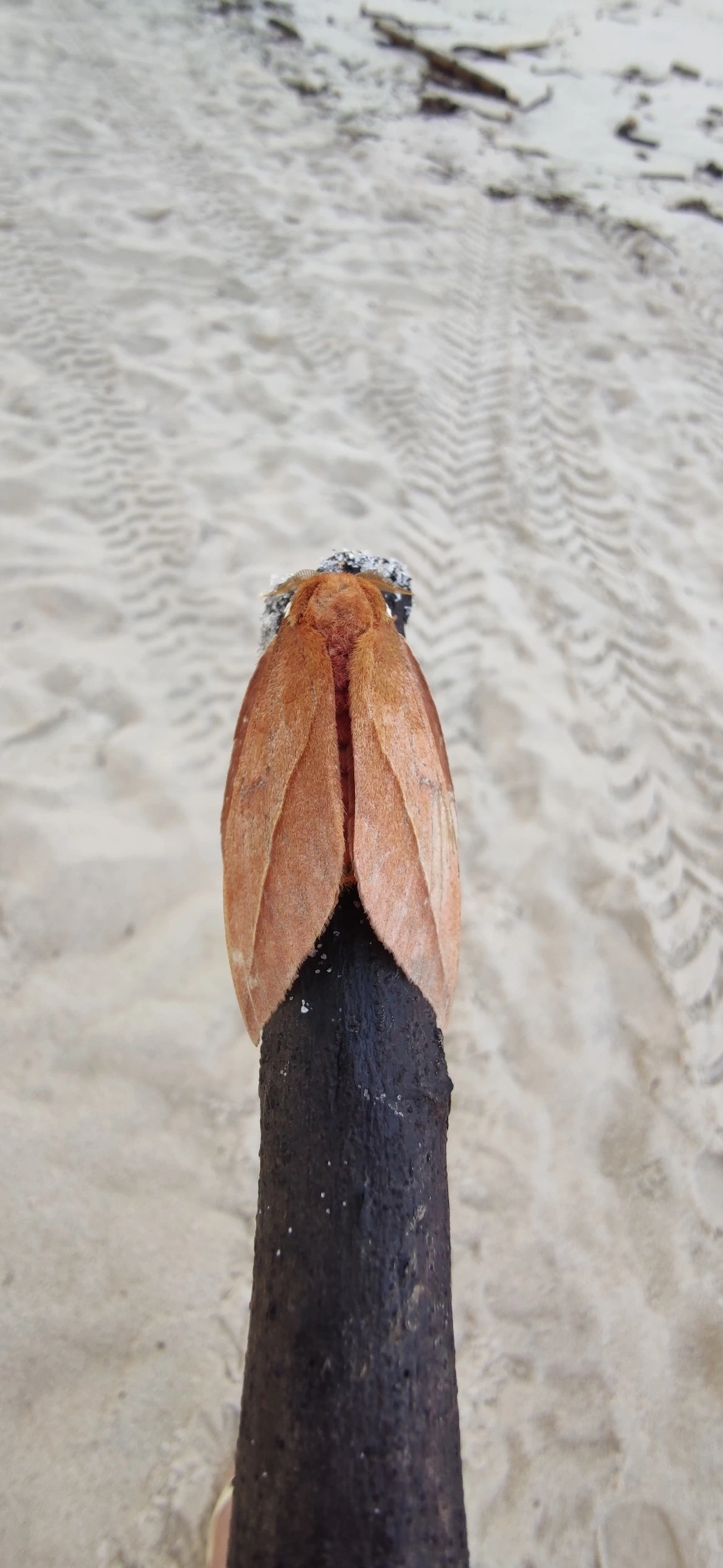 Mariposa-olho-de-coruja (Pseudautomeris brasiliensis), insetos, fotografado em Maresias, São Sebastião