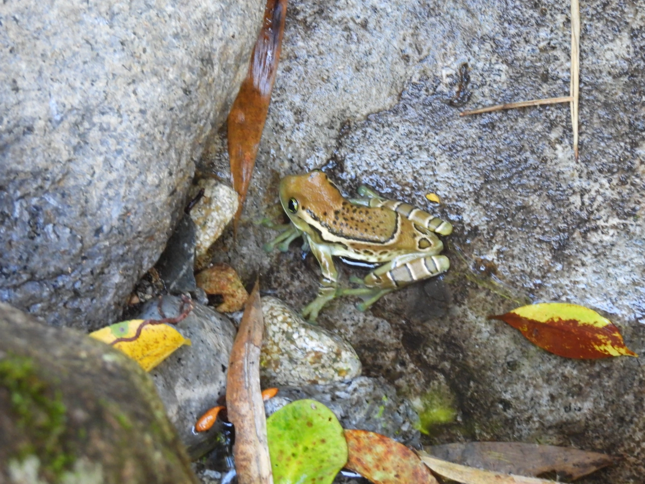 Perereca-de-olhos-dourados-do-Rio (Trachycephalus imitatrix), anfíbios, fotografado em Queluz