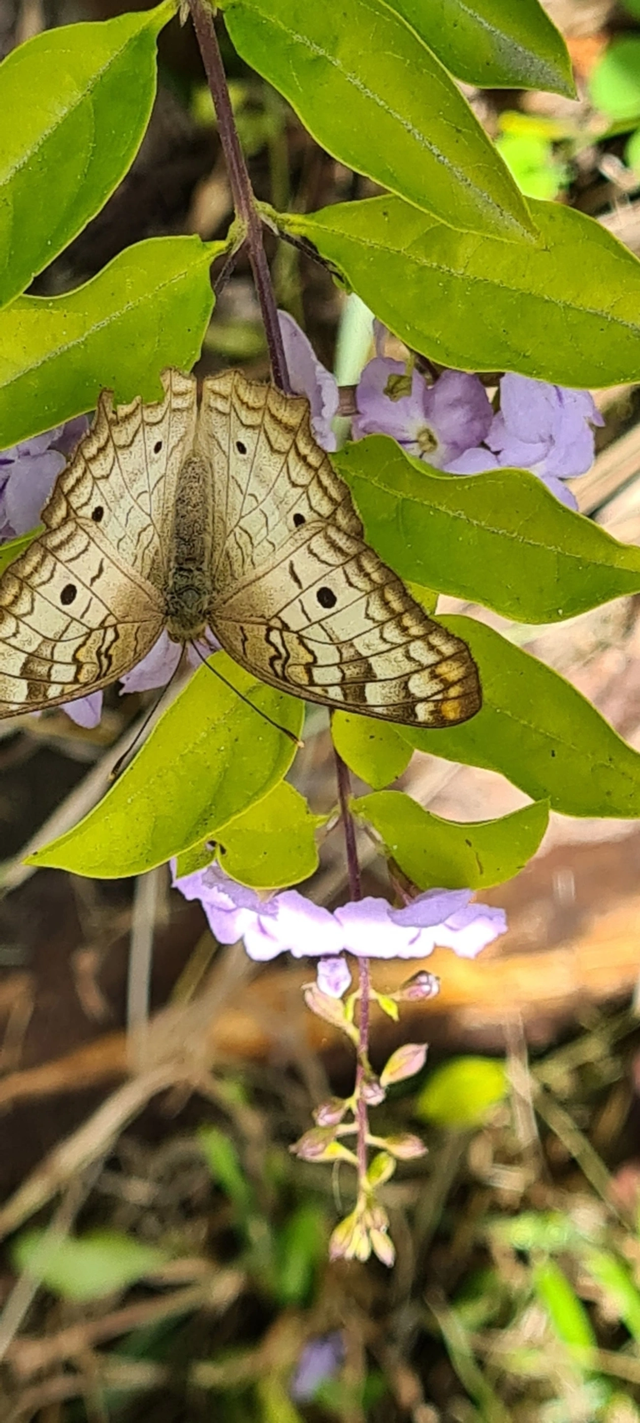 Borboleta-pavão-branco (Anartia jatrophae), insetos, fotografado em Maresias, São Sebastião