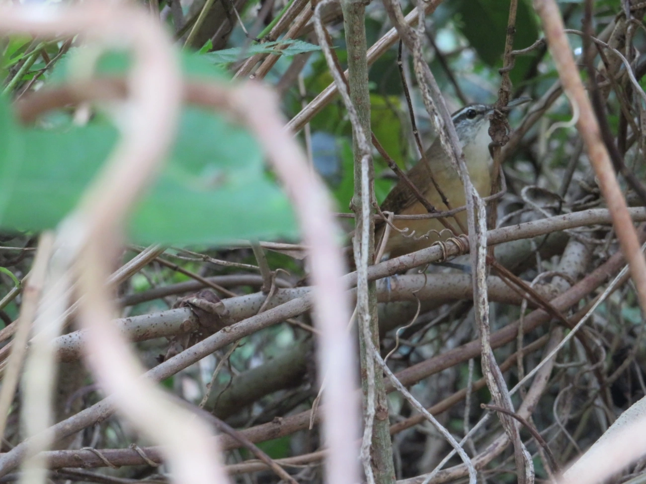 Garrinchão-de-bico-grande (Cantorchilus longirostris), aves, fotografado em Maresias, São Sebastião