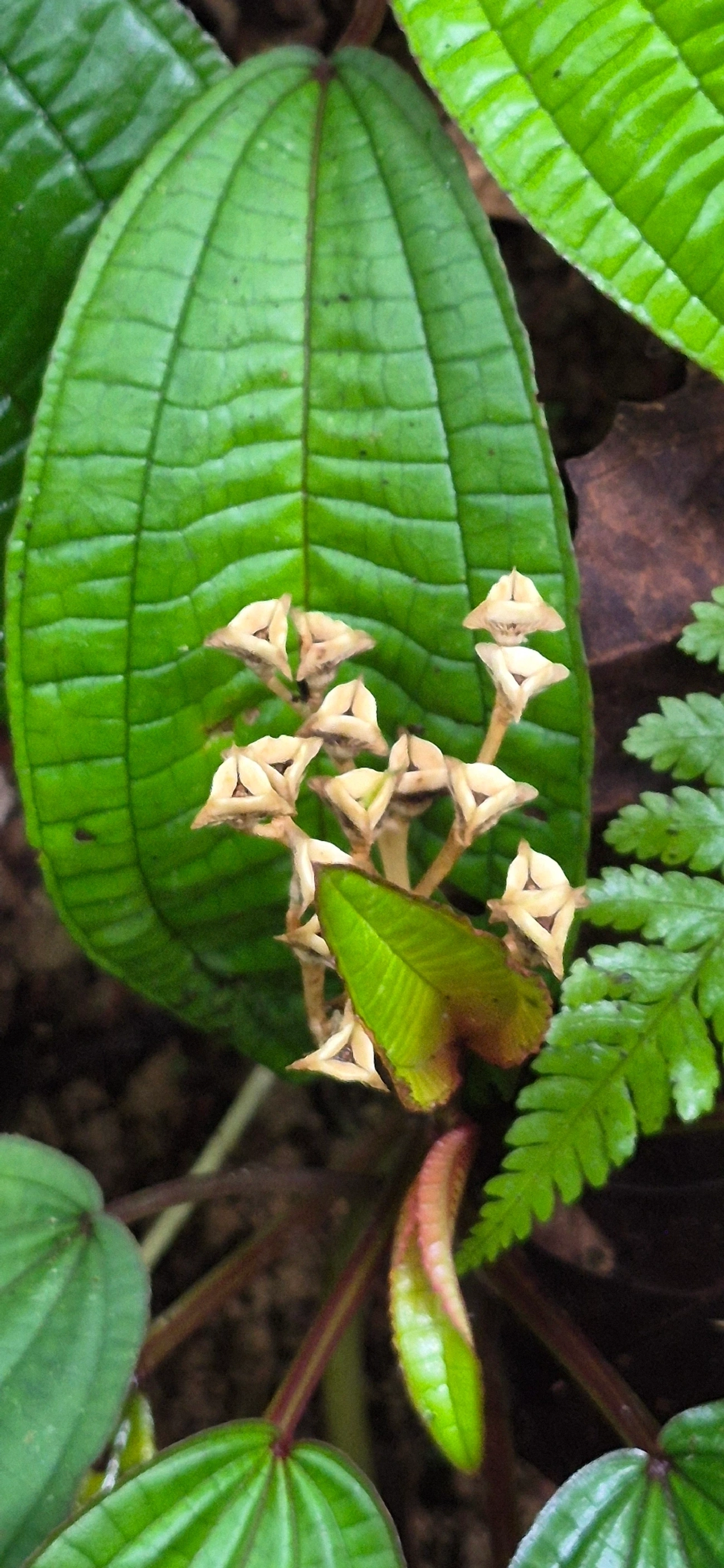 Bertolonia mosenii, plantas, fotografado em Camburí, São Sebastião