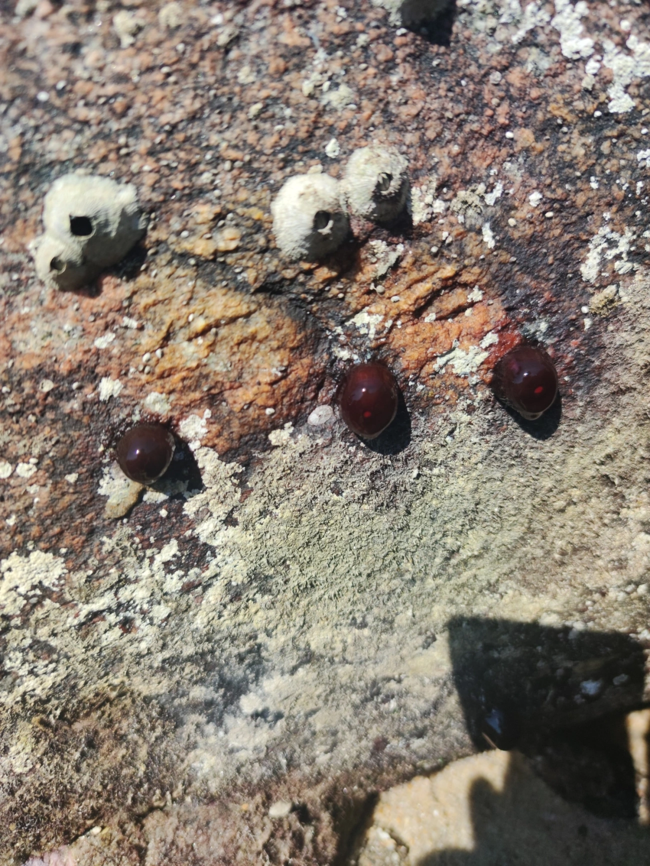 Anêmona-das-Bermudas (Actinia bermudensis), cnidários, fotografado em Maresias, São Sebastião