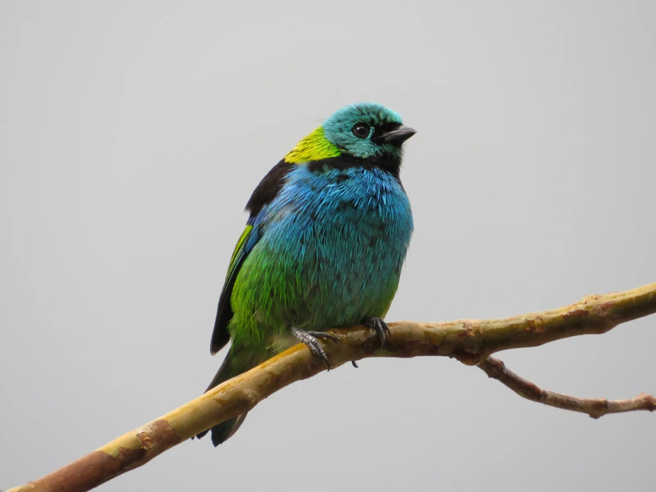 Saíra-sete-cores (Tangara seledon), aves, fotografado em Maresias, São Sebastião