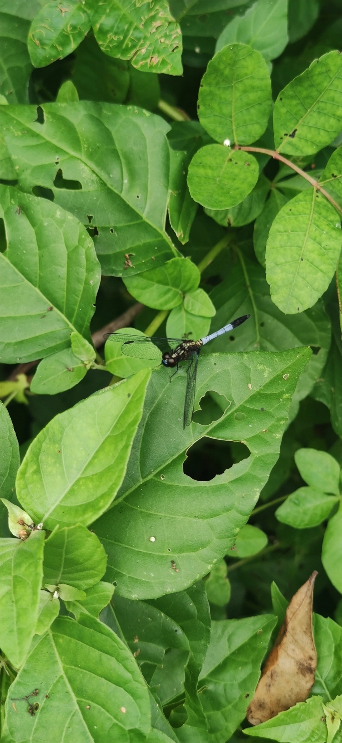Erythrodiplax avittata, insetos, fotografado em Maresias, São Sebastião
