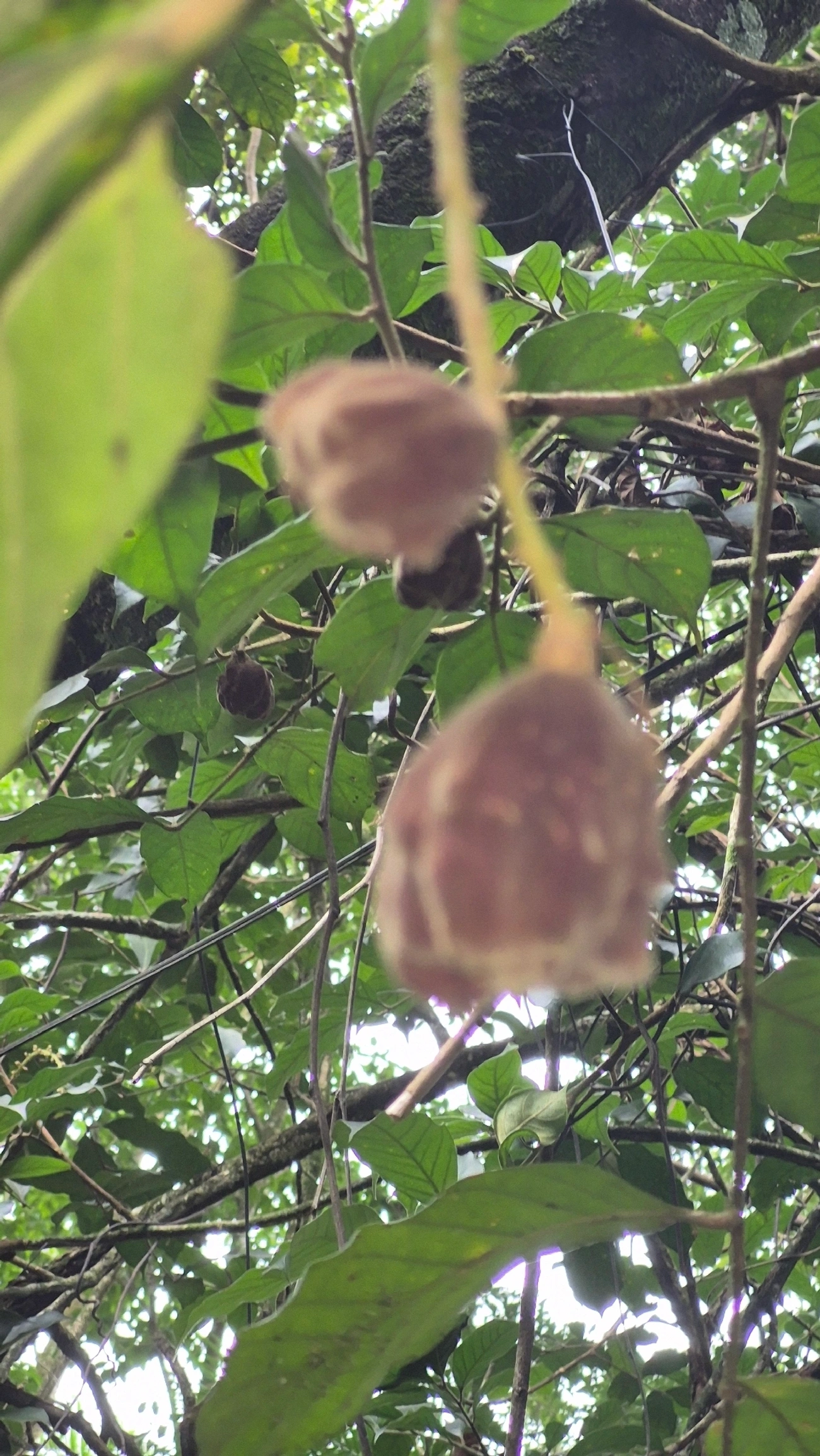 Catiguá-morcego (Guarea macrophylla), plantas, fotografado em São Sebastião