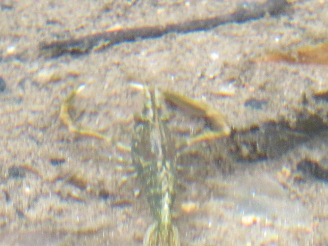 Camarão-de-água-doce (Macrobrachium potiuna), crustáceos, fotografado em Maresias, São Sebastião