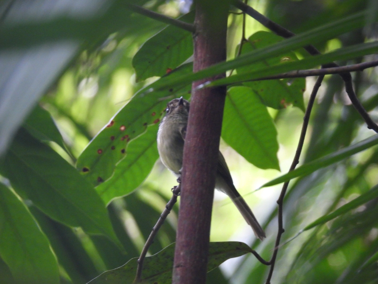 Cabeçudo (Leptopogon amaurocephalus), aves, fotografado em Maresias, São Sebastião