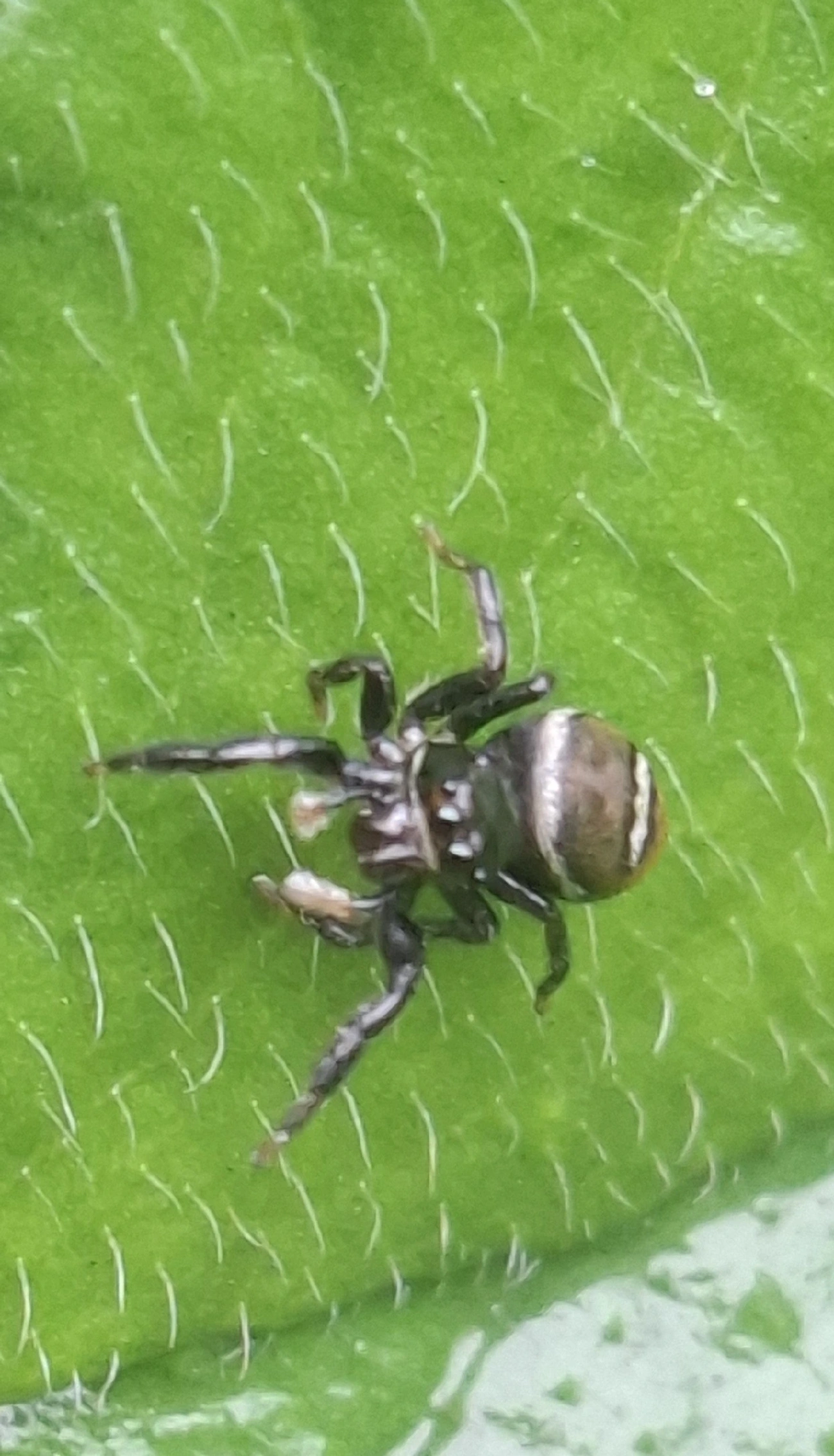 Pachomius, aracnídeos, fotografado em Maresias, São Sebastião
