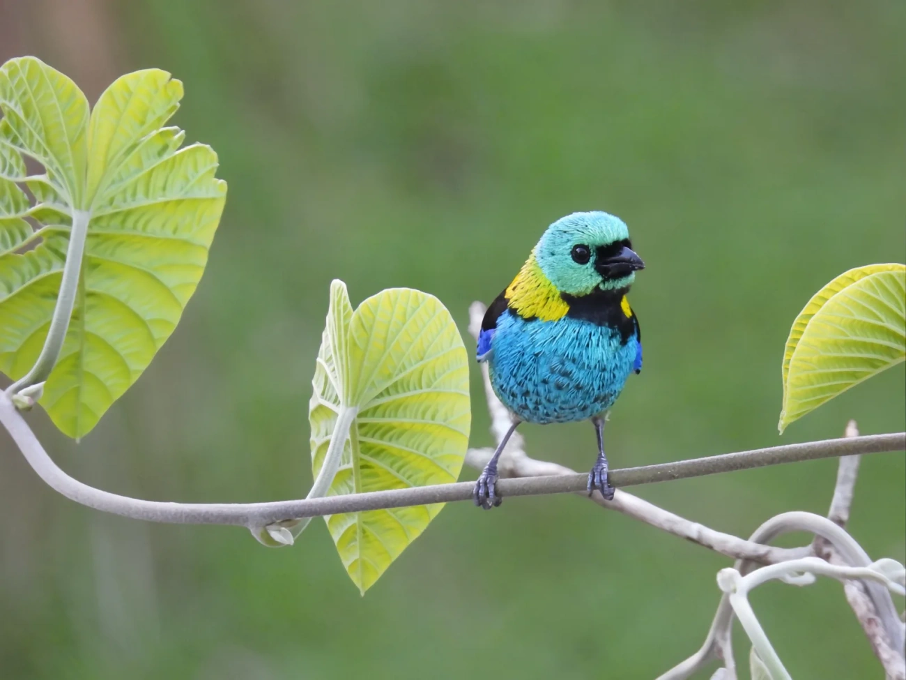 Saíra-sete-cores (Tangara seledon), aves, fotografado em Maresias, São Sebastião