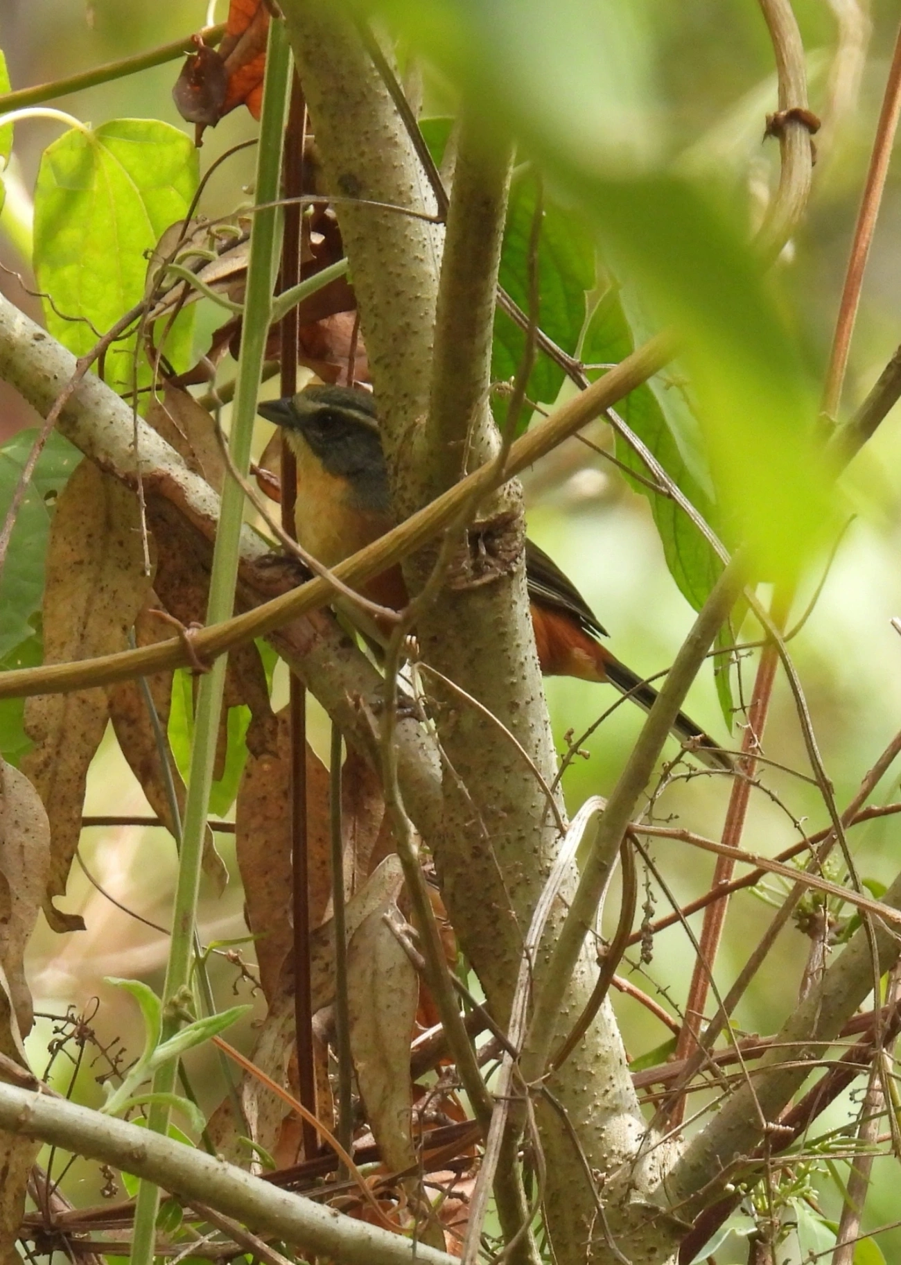 Quete-do-Sudeste (Microspingus lateralis), aves, fotografado em Itamonte