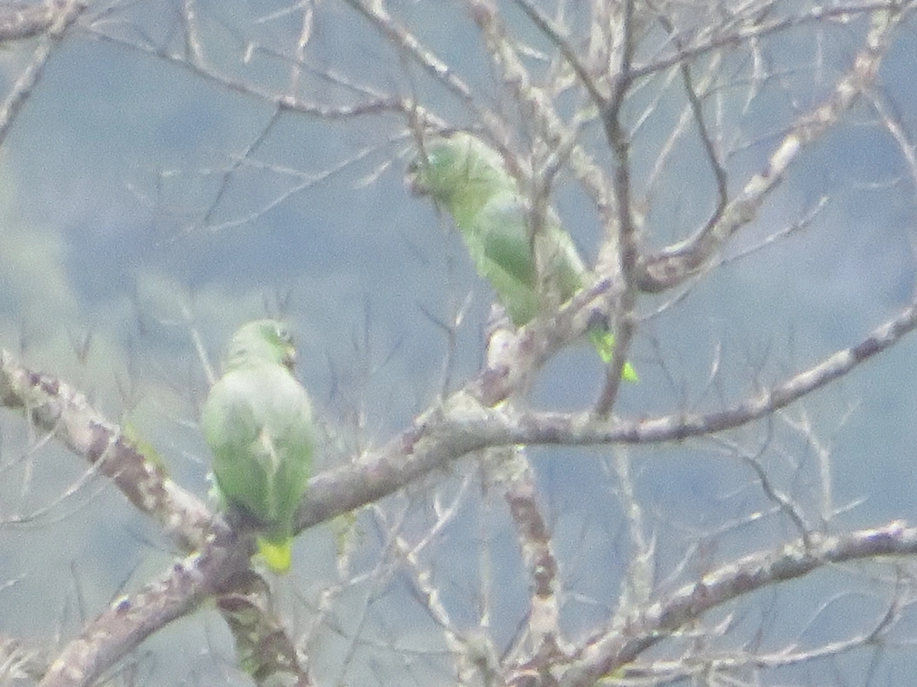 Papagaio-moleiro (Amazona farinosa), aves, fotografado em São Paulo